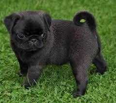 BEAUTIFUL PEDIGREE PUGS