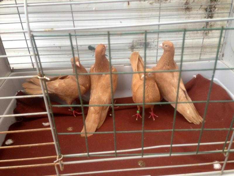 Beautiful pigeons for sale