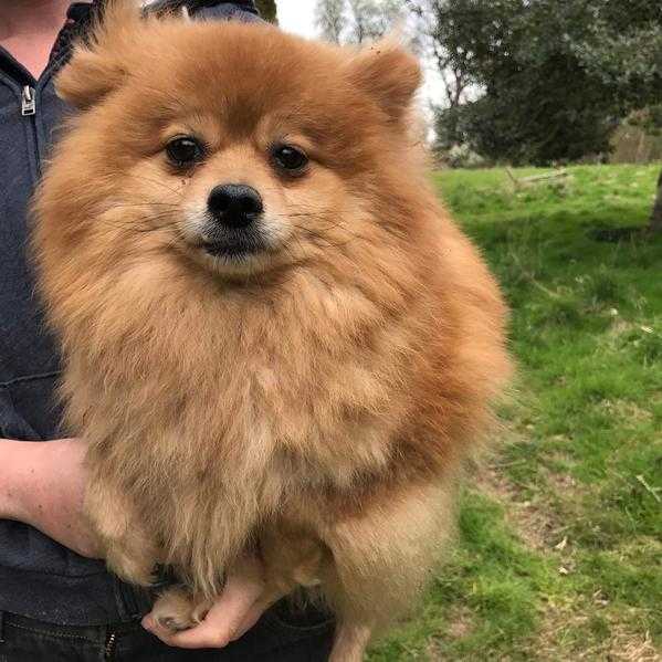 Beautiful pomeranian puppies