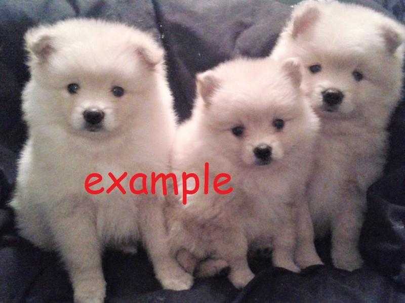 beautiful pomeranian puppies for sale
