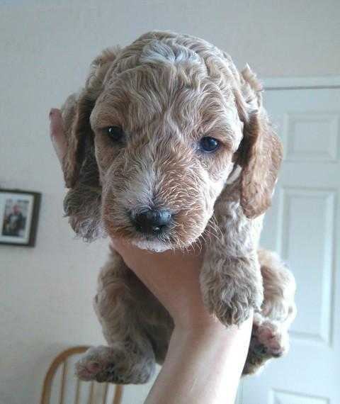 Beautiful PRA Clear Cockapoo Puppies