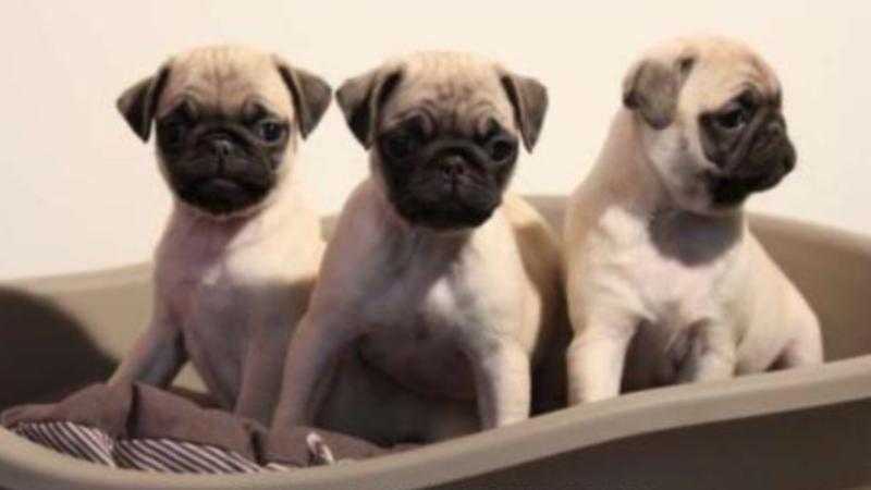 Beautiful pug puppies for sale mixed litter