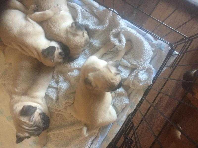 Beautiful pug puppies for sale mixed litter