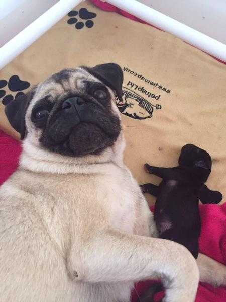 Beautiful pug puppy from health tested parents