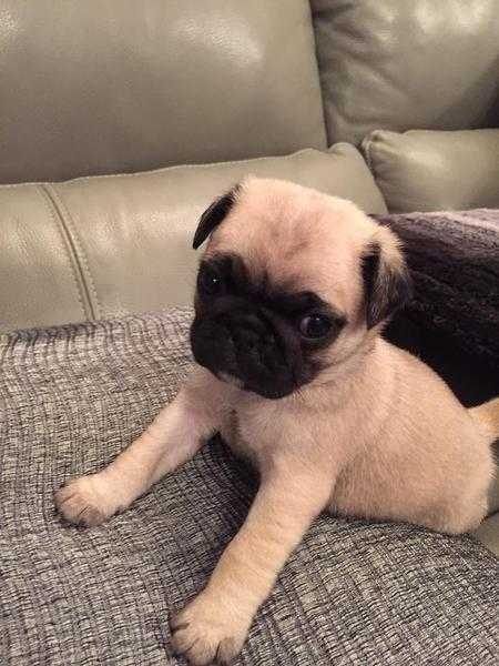 Beautiful pug puppy kc reg