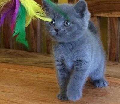 Beautiful Pure British Shorthair Kittens for sale
