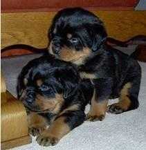 Beautiful Purebred Yorkie Puppies