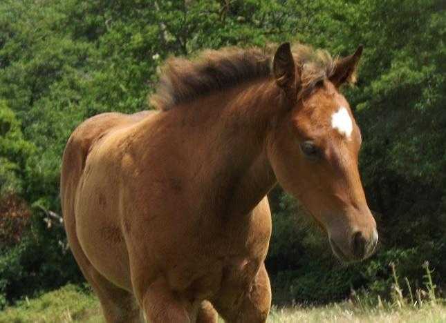 Beautiful QH Filly