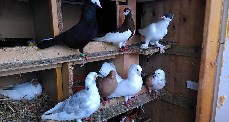 Beautiful qualities pigeons for urgent sale