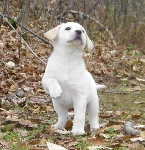 Beautiful quotEnglish-Creamquot Labrador Retriever puppies(Very light).