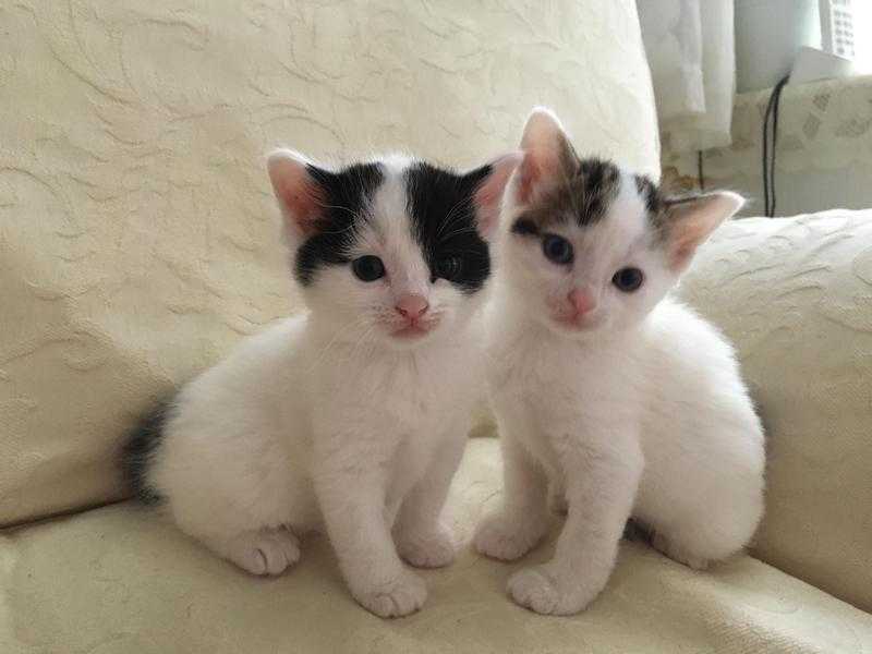 Beautiful Rag Doll Cross Kittens