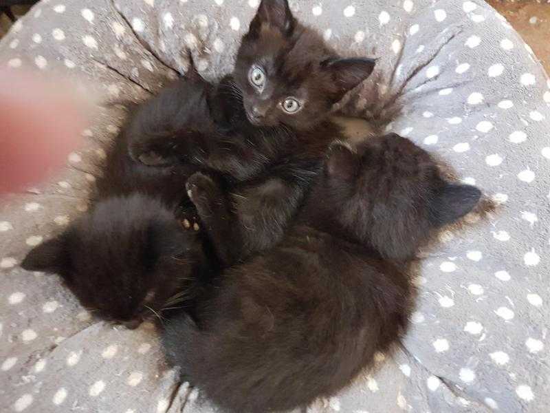 Beautiful Ragamese kittens forsale