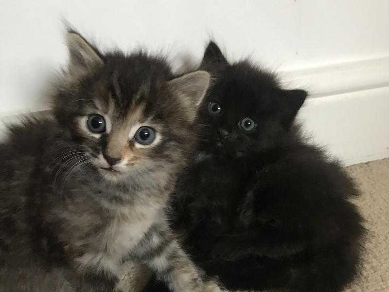 Beautiful RagdollBritish Blue x tabby kittens