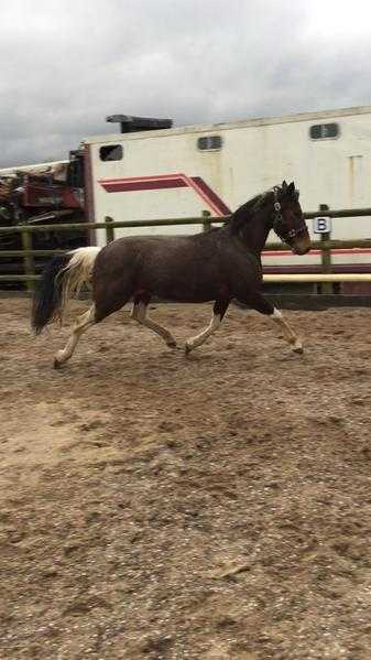 Beautiful ride and drive mare bargain