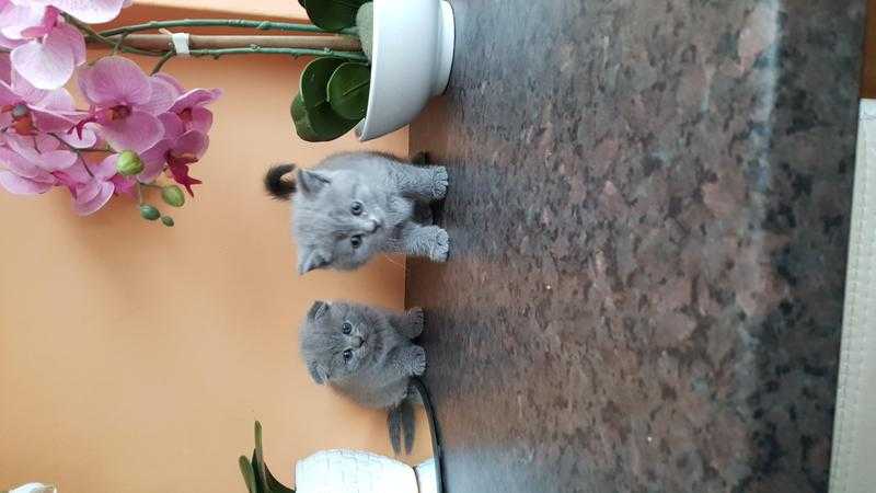 Beautiful scotish fold kittens for sale