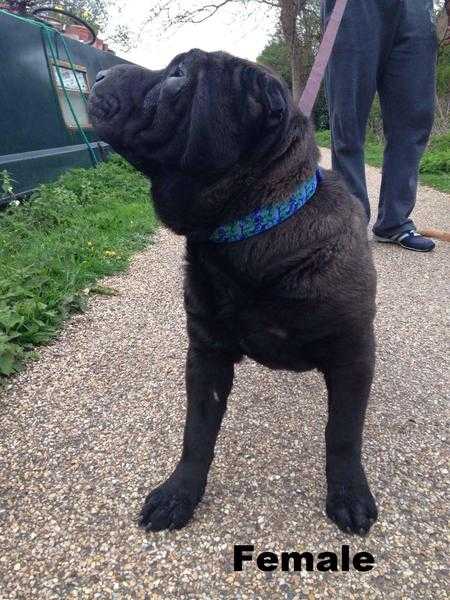 Beautiful Shar pei Girls For sale