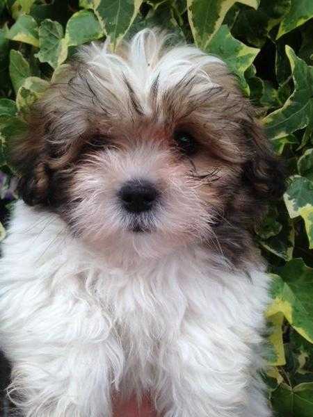 Beautiful Shichon Puppies for sale