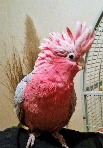 Beautiful silly tame galah cockatoo for sale