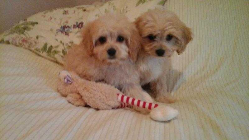 beautiful small cavachons