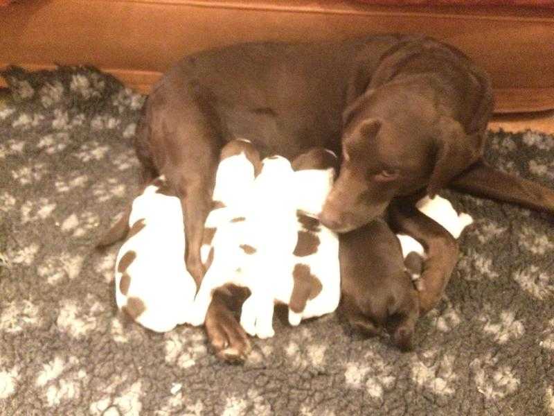 Beautiful springer x Labrador pups for sale