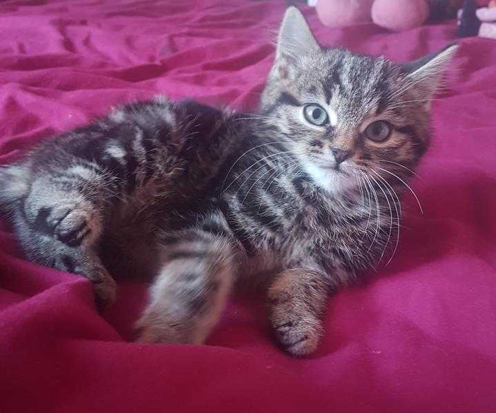 Beautiful Tabby Female Kitten