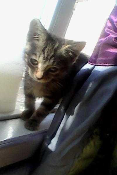 BEAUTIFUL TABBY KITTENS FOR SALE