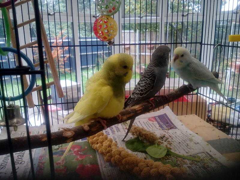 Beautiful  tame baby budgies