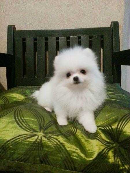 Beautiful tiny pure white minaitire Pomeranian Puppies