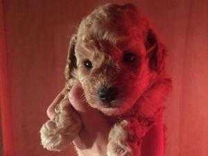 beautiful toy poodle puppies ready now