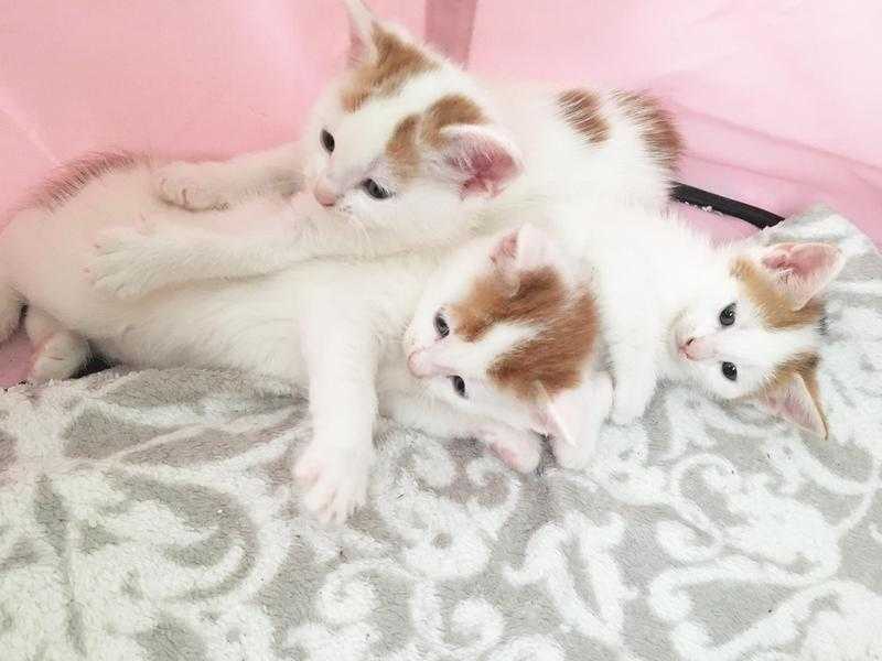 Beautiful Turkish van Cross Kittens White and Ginger