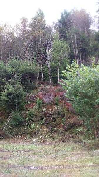 Beautiful Woodland for sale