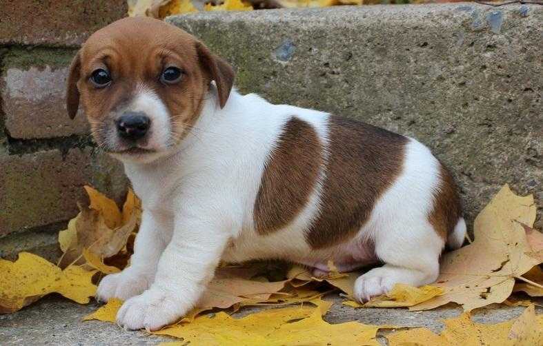 Beautiful x-mas parcel Jack Russell for a nice family on x-mas