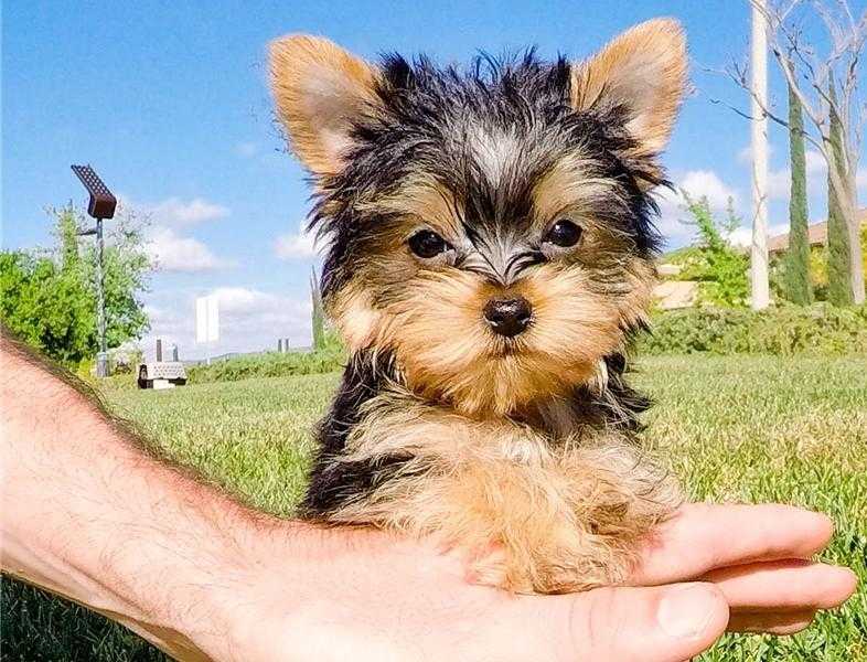 Beautiful Yorkshire terrier puppies available for new home