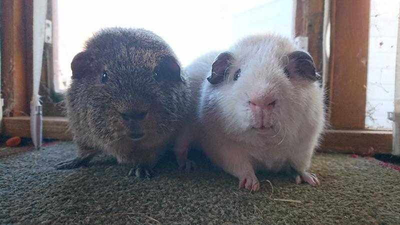 Beautiful young male Guineapigs