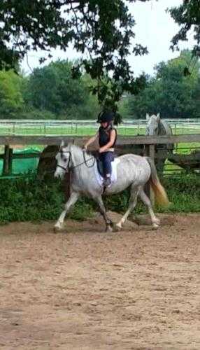 beautifull 11.3 welsh sec a 5 years old