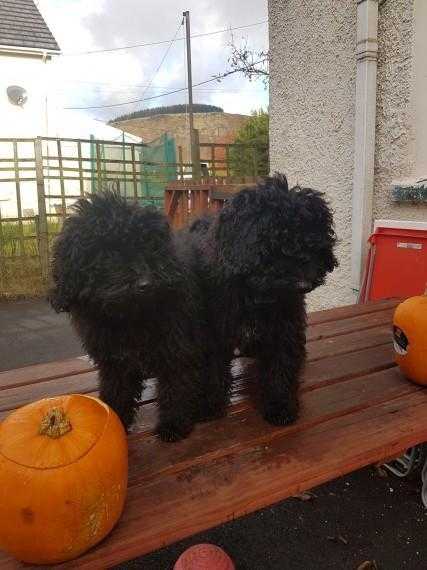 Beautifull Hungarian Puli Pups