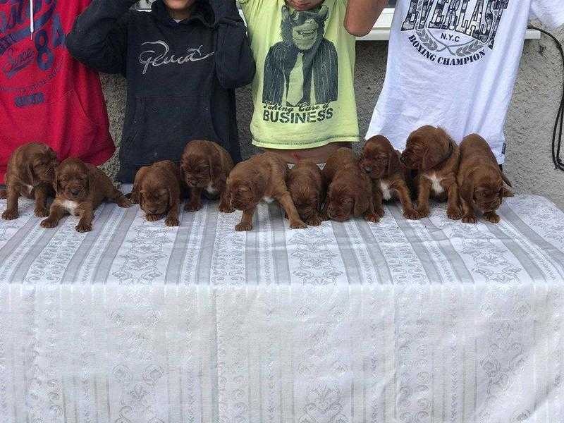 Beautifull Irish Setter Pupies