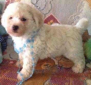 Beautifull litter of bichon  frise puppy