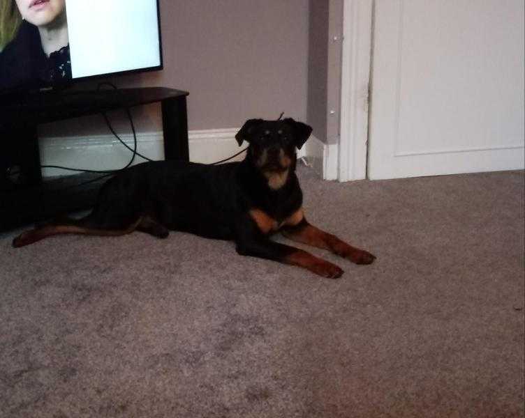 Beautifull Rottweiller pup for sale 200