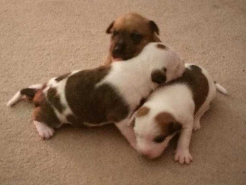 beautifully Stunning Female puppies for sale