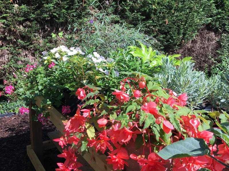 Bedding plants and shrubs for sale