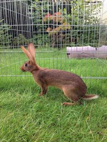 Belgian hares (ready now)