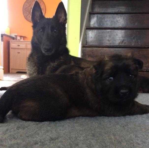 Belgian Shepherd Malinois KC