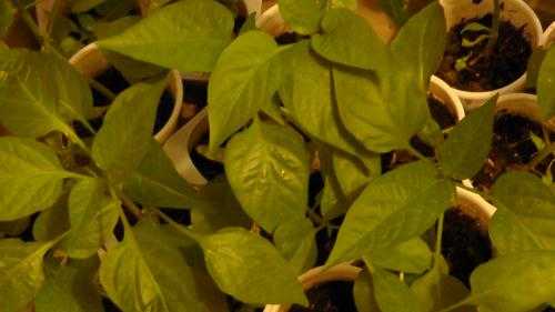 BELL PEPPER PLANTS