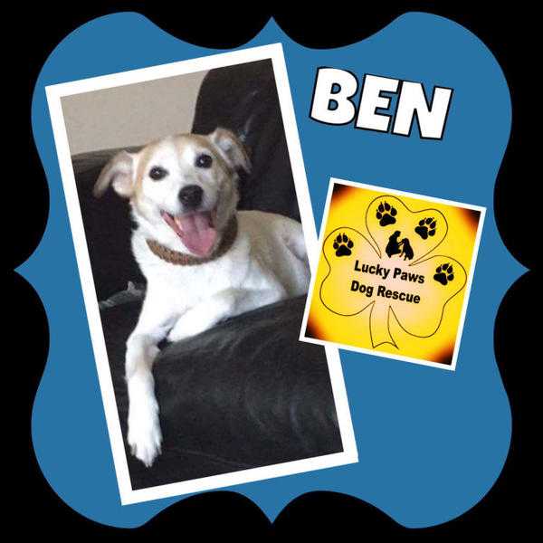 Ben is our lovely 8 year old Labrador x Jack Russell Terrier boy