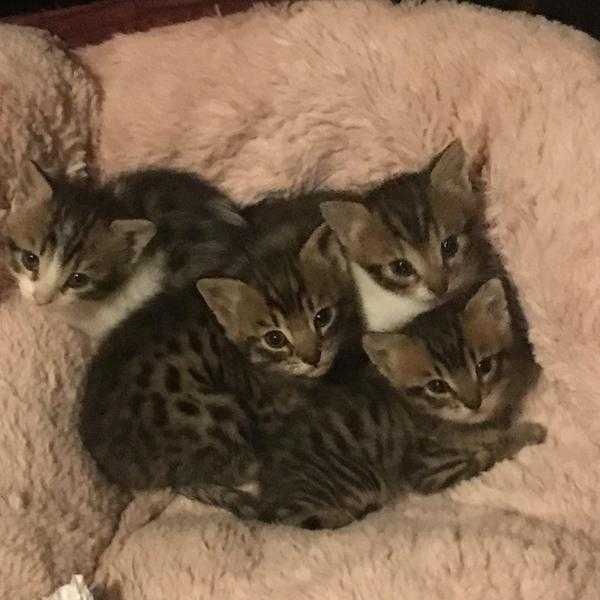 Bengal cross kittens