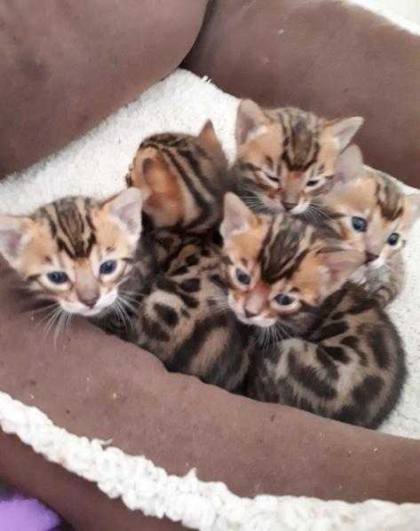 Bengal kittens