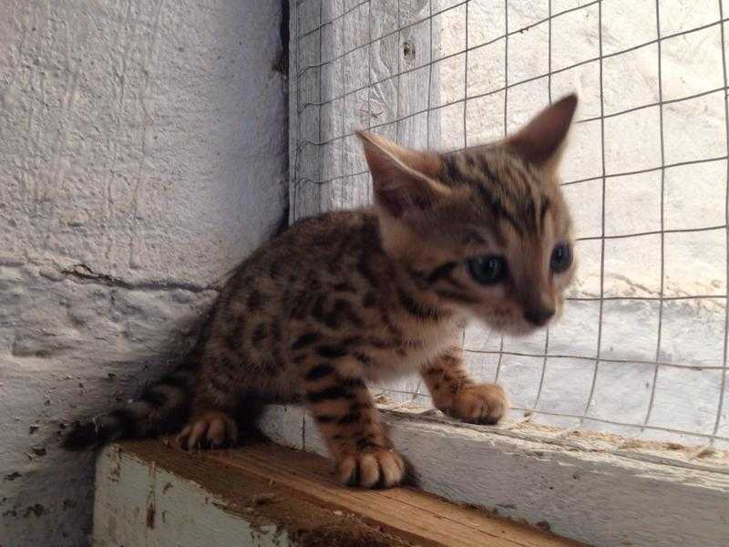 Bengal kittens pedigree