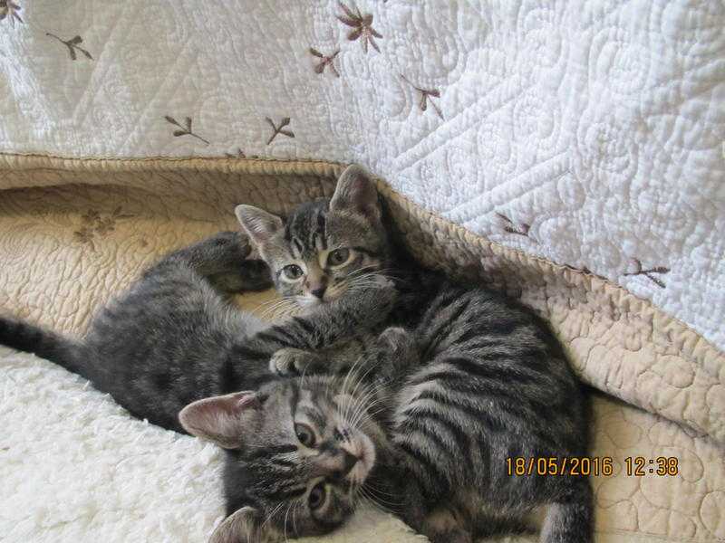 BENGAL x KITTENS