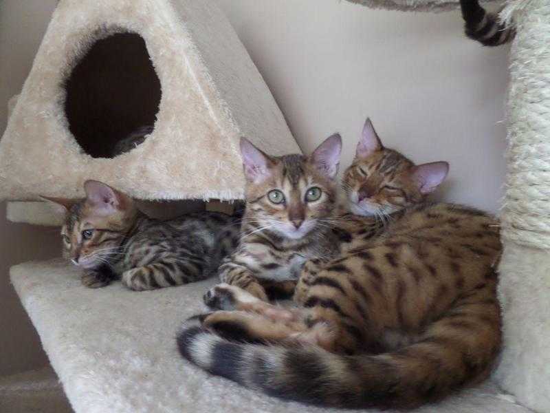 Bengals Looking For A New Homes